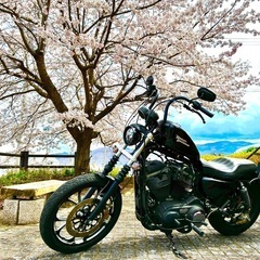 美車　ハーレー883R 2009年車インジェクション　カスタム多数スポーツスターの画像
