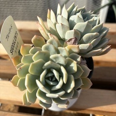 多肉植物　ブルーバード値下げしました！の画像
