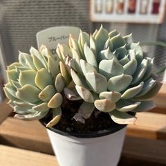 多肉植物　ブルーバード値下げしました！の画像