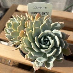 多肉植物　ブルーバード