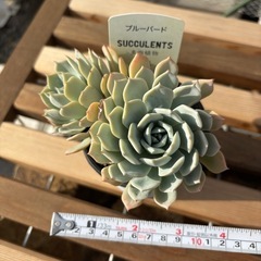 多肉植物　ブルーバード値下げしました！の画像