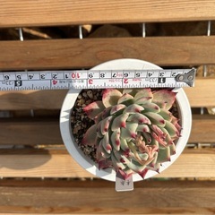 多肉植物　桃太郎値下げしました！の画像