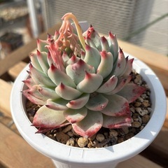 多肉植物　桃太郎