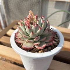 多肉植物　桃太郎値下げしました！の画像