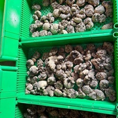 カラー球根の画像