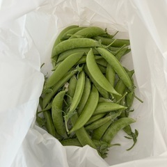 スナップエンドウ 無農薬