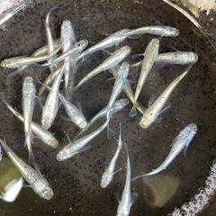 メダカ各種10匹　1,０００円の画像