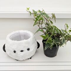 《観葉植物》 シマエナガ「アイビー」の画像