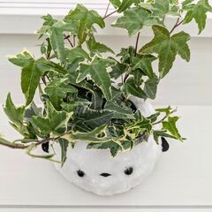 《観葉植物》 シマエナガ「アイビー」の画像