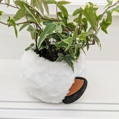 《観葉植物》 シマエナガ「アイビー」の画像