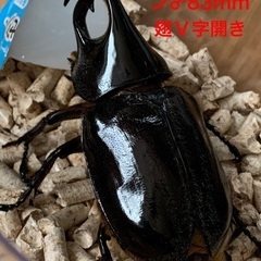ネプチューンオオカブトの中古が安い！激安で譲ります・無料で