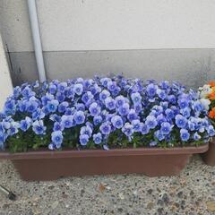 花いろいろ