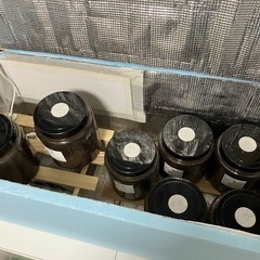 終了　温室セット（カブト・クワガタ）の画像