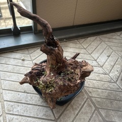 　流木　長さ約30cmの画像
