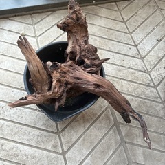 　流木　長さ約30cmの画像