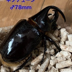 ネプチューンオオカブトペア　C 購入者様決まりました