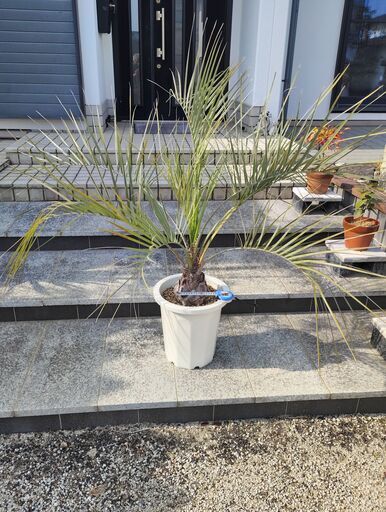 観葉植物ココスヤシ (マック) 吉野ケ里公園のその他の中古 観葉植物ココスヤシ (マック) 吉野ケ里公園のその他の中古