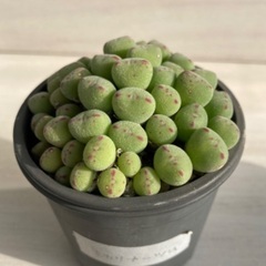 多肉植物　コノフィツム　エカリナーツム