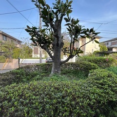 差し上げます！　マグノリア　泰山木　