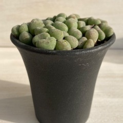 多肉植物　コノフィツム　雛鳩の画像