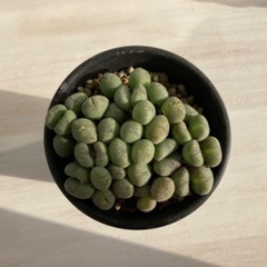 多肉植物　コノフィツム　雛鳩の画像