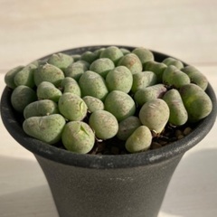 多肉植物　コノフィツム　雛鳩の画像