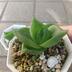 ランキングキーワードに紐づく投稿画像-多肉植物