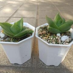 多肉植物 ラモサの画像