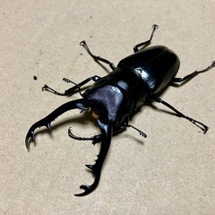 子供限　ギラファノコギリクワガタ♂ 86mm　
