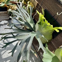 【観葉植物】 ビカクシダ　ペガサス（P. Pegasus) No.❷番 の画像