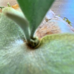 【観葉植物】 ビカクシダ　ペガサス（P. Pegasus) No.❷番 の画像