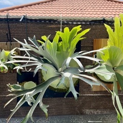 【観葉植物】 ビカクシダ　ペガサス（P. Pegasus) No.❷番 の画像