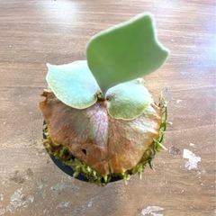 【観葉植物】 ビカクシダ　ペガサス（P. Pegasus) No.❷番 の画像