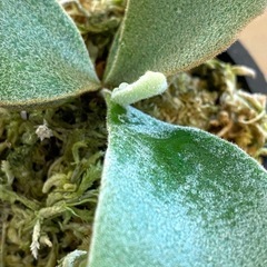 観葉植物】 ビカクシダボゴールスーダン P. Willinckii Bogor