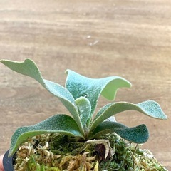 P. willnckii 'Bogor Suddan' ボゴールスーダン