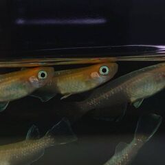 紅白体外光メダカ　選別モレ（C）　1匹100円　10匹からお願いします。の画像