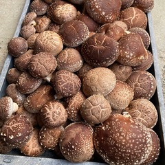 原木椎茸　生椎茸　本日収穫