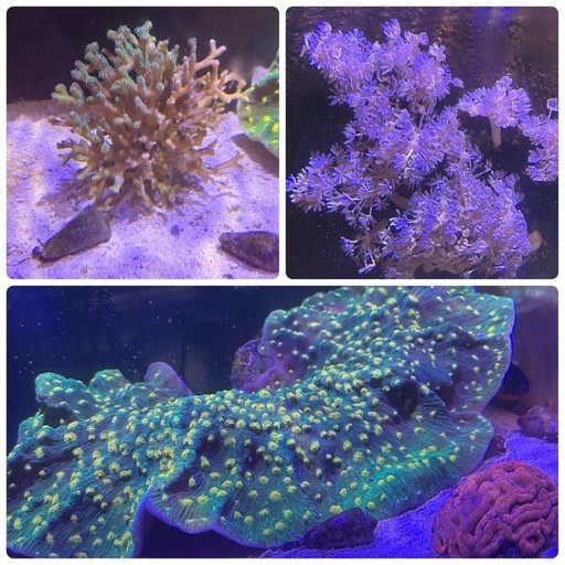 ウィルソニー