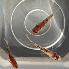 雲州三色 メダカ 針子15匹 幼魚10匹 各400円の画像