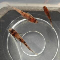 雲州三色 メダカ 針子15匹 幼魚10匹 各400円の画像