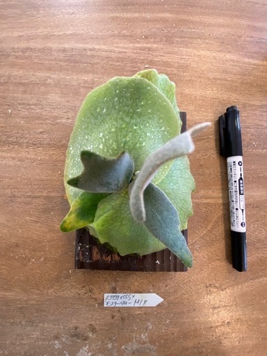 観葉植物】 ビカクシダ p.gqgq×CCS×モンスターベイチー mix 観葉植物】 ビカクシダ p.gqgq×CCS×モンスターベイチー mix