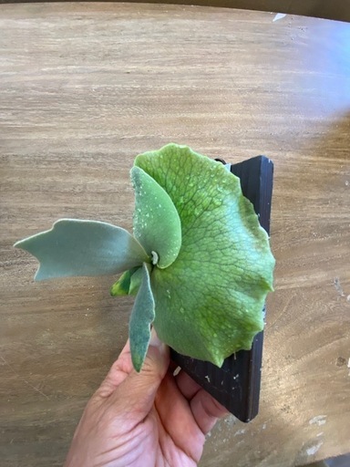 観葉植物】 商談中ビカクシダ p.gqgq×CCS×モンスターベイチー 観葉植物】 商談中ビカクシダ p.gqgq×CCS×モンスターベイチー