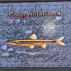 ☆スーパーファミコンソフト　1本　サンスポフィッシング渓流王　中古品　の画像