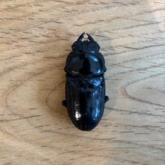 国産オオクワガタ（能勢YG血統）即ブリード可能ペアの画像