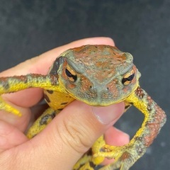 ナガレヒキガエル その① ヒキガエル
