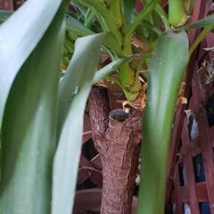 元気大きなユッカ観葉植物1メートル以上の画像