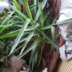 大きなユッカ観葉植物80センチ以上