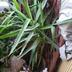 ランキングキーワードに紐づく投稿画像-観葉植物