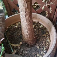 元気大きなユッカ観葉植物1メートル以上の画像