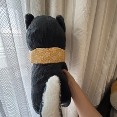 豆シバの画像